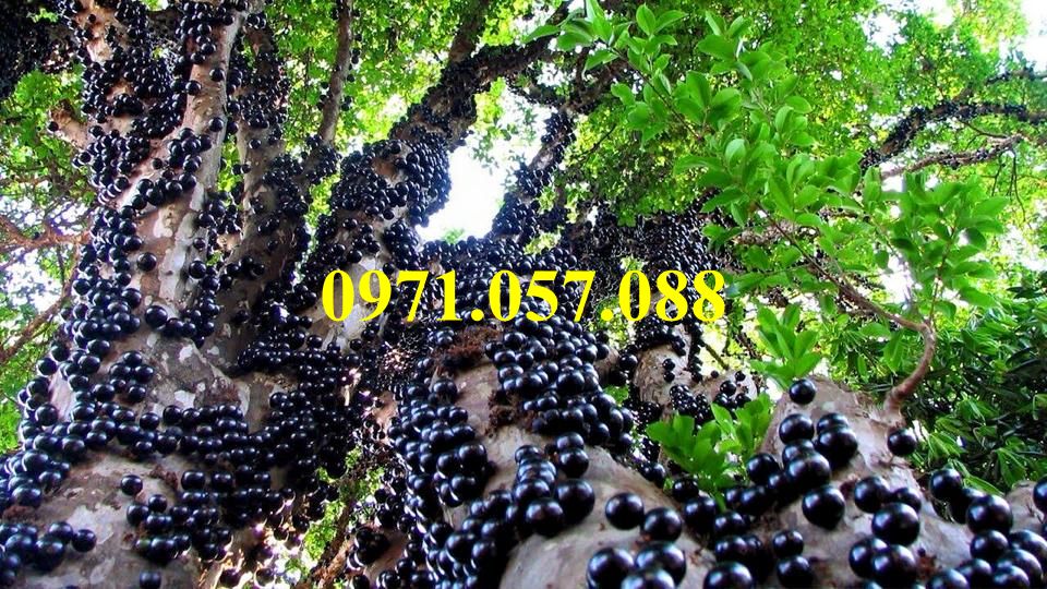 CÂY GIỐNG NHO THÂN GỖ